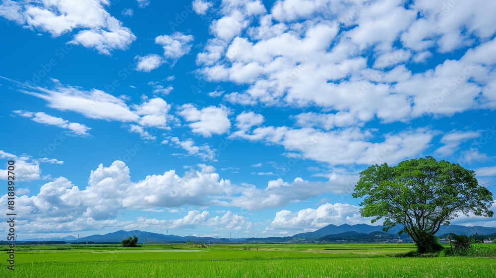 Fototapeta premium 夏の田園風景