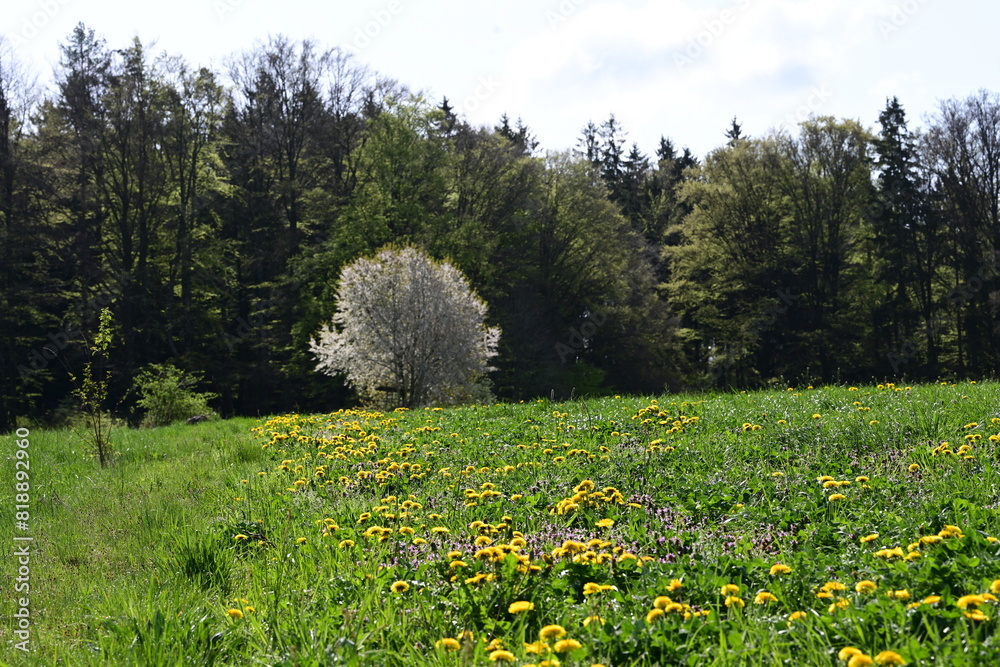 Obraz premium Frühling am Waldrand. Nadelbäume und Laubbäume hinter einer gelb blühenden Wiese und vor weiß blühendem Strauch