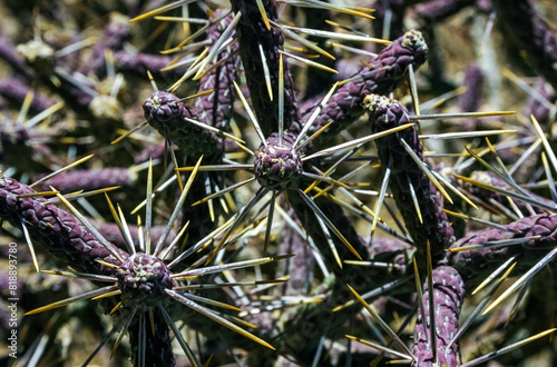 Branched pencil cholla (Cylindropuntia ramosissima) - segmented stem of a cactus with long spines in a rock desert near Joshua Tree NP, California photo