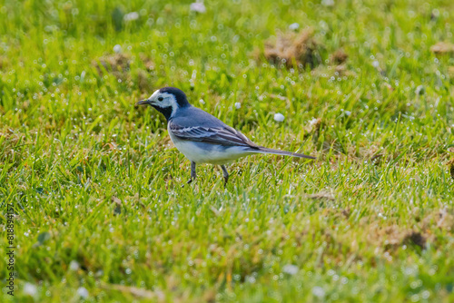 A small bird white wagtail is walking through a field of grass and flowers