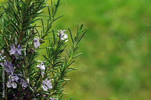 Rosemary plant with flowers close up