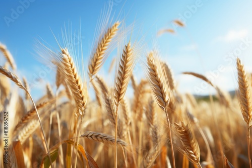 side view of a field with dry mature autumn wheat ears. 