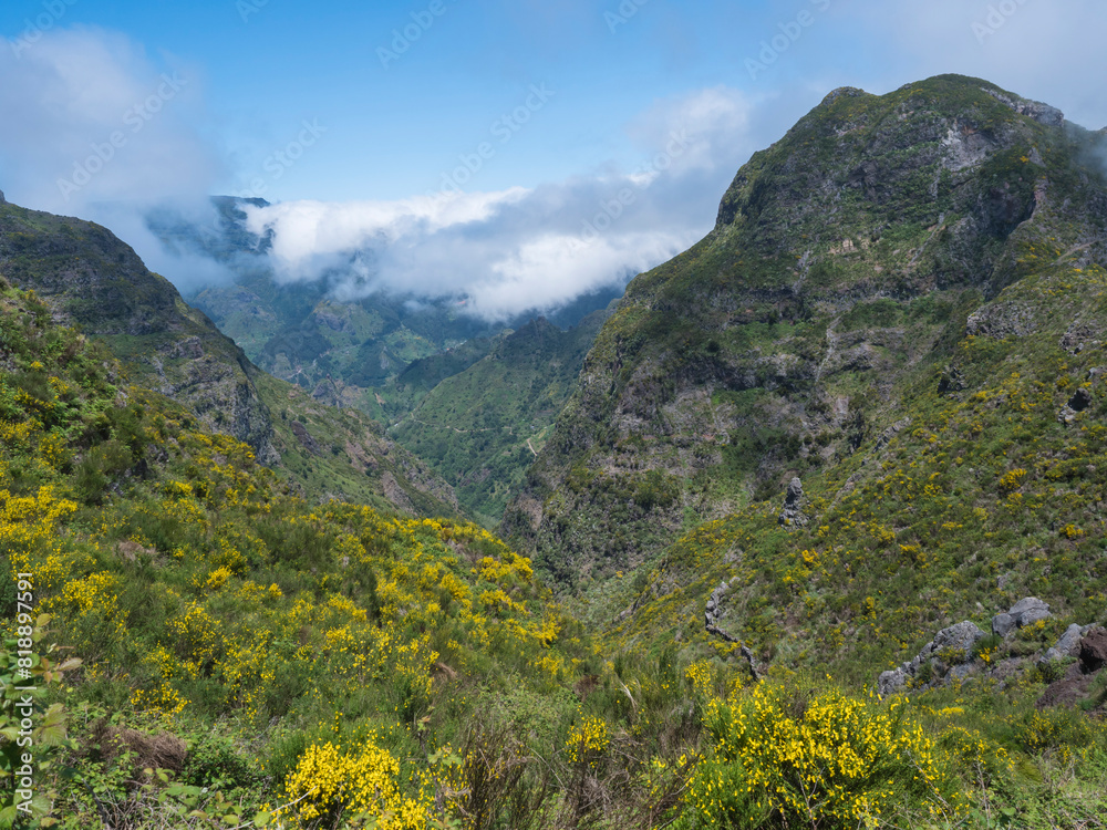 View of green foggy misty mountain landscape covered with yellow flowers and white dry trees at hiking trail PR12 to Pico Grande one of the highest peaks in the Madeira, Portugal View of green foggy misty mountain landscape covered with yellow flowers and white dry trees at hiking trail PR12 to Pico Grande one of the highest peaks in the Madeira, Portugal