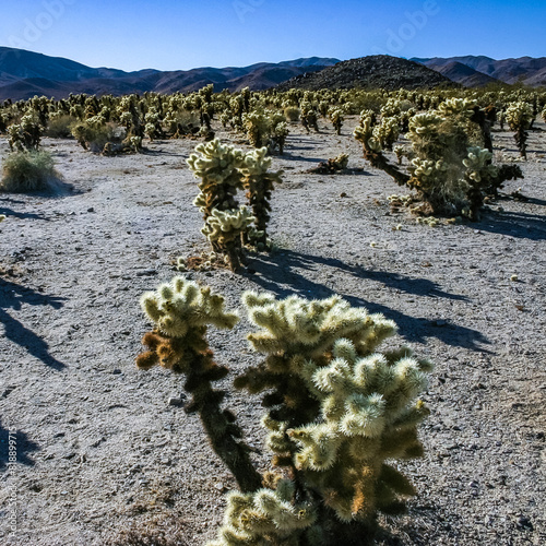 Teddy-bear cholla (Cylindropuntia bigelovii) - desert landscape, large thickets of prickly pear cactus with tenacious yellowish spines in Joshua Tree NP, California photo