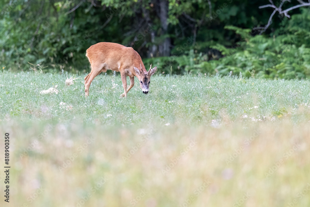 Fototapeta premium Male roe deer grazing grass in a meadow, Abruzzo, Italy.