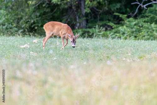 Male roe deer grazing grass in a meadow, Abruzzo, Italy.