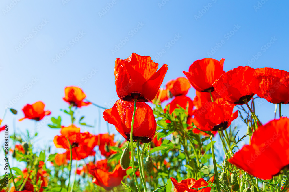 Red poppies flowers on a clear sunny day against a blue sky. Red poppies flowers on a clear sunny day against a blue sky.