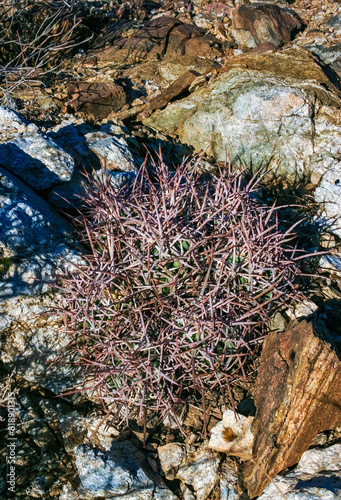 Cottontop Cactus (Echinocactus polycephalus), cacti in the stone desert among the rocks, Mojave Desert Joshua Tree National Park, California photo