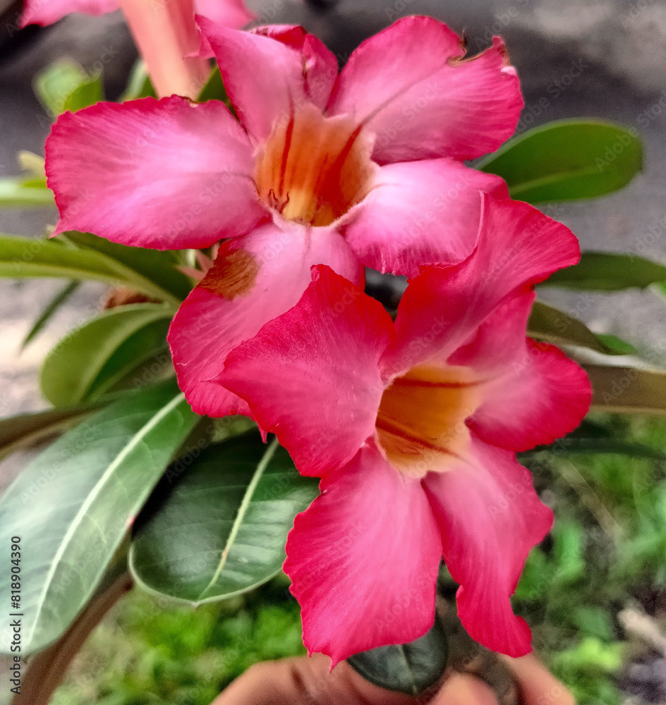 Red adenium obesum flower, beautiful and perfect blooming of red flowers, nerium obesum, adenium arabicum, adenium multiflorum, lili impala, adenium swazicum
Red adenium obesum flower, beautiful and perfect blooming of red flowers, nerium obesum, adenium arabicum, adenium multiflorum, lili impala, adenium swazicum