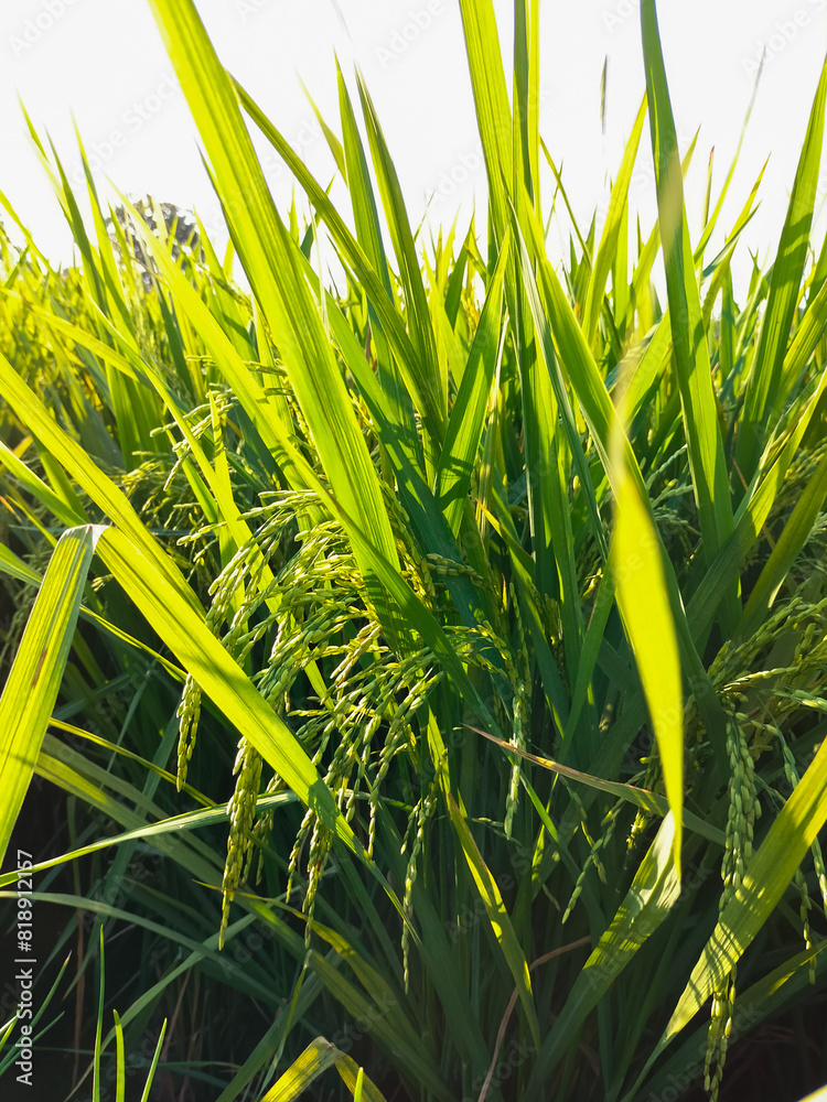 Obraz premium Rice grains that are almost harvested in the fields. Selective Focus. 