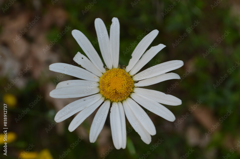 Fototapeta premium Biella,parco della Burcina