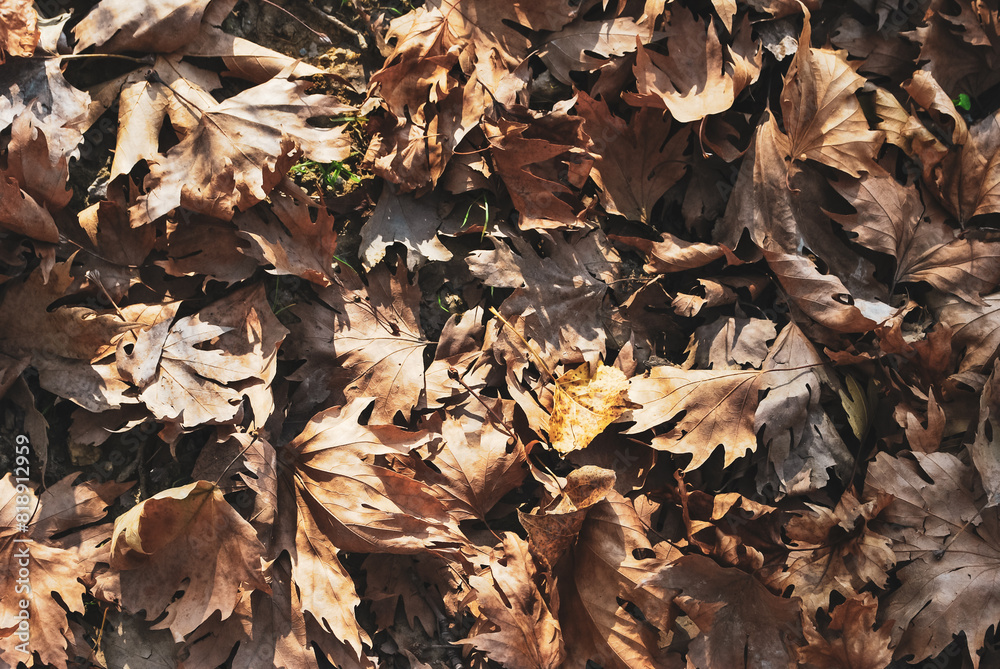 Sunset over autumn forest, warm light on fallen leaves Sunset over autumn forest, warm light on fallen leaves