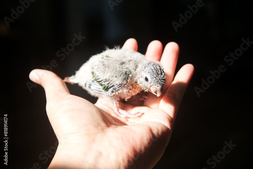 holding a baby parrot ( green cheek conure ) on hand © Prin