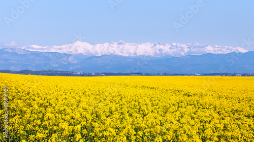 Bright yellow mustard field snowy mountain in the background