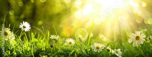 Landscape view, nature view, flower background close up, banner panorama - Wonderful fresh green spring meadow, summer meadow with blooming chamomiles Matricaria chamomilla L., in the morning sunshine photo