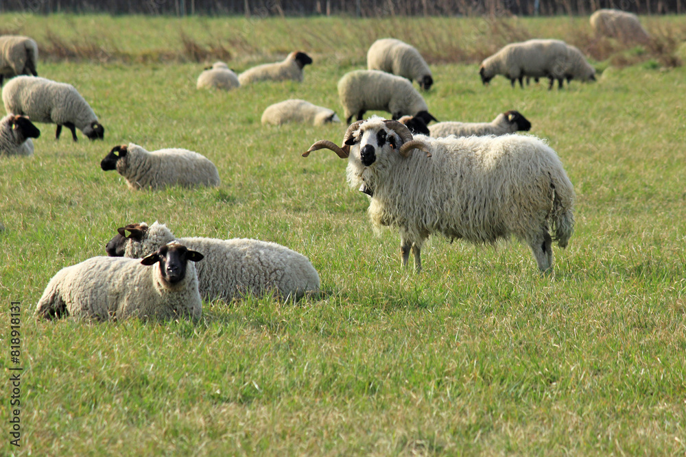 Fototapeta premium troupeau de moutons au pâturage