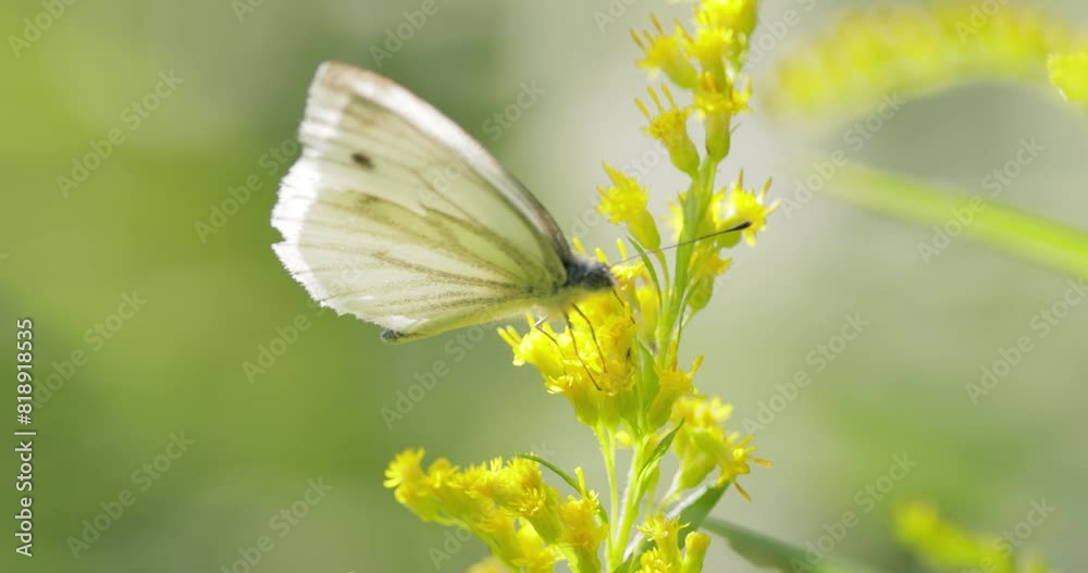 Pieris brassicae, the large white butterfly, also called cabbage butterfly. Large white is common throughout Europe, north Africa and Asia often in agricultural areas, meadows and parkland.