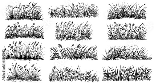 wild ornamental grasses black vector sketch, silhouette nocolor shape isolated illustration on transparent background, clipart design, laser cutting print engraving photo