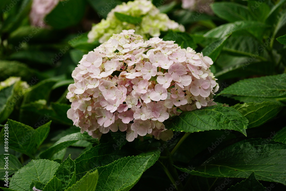 Close-up of hydrangeas blooming in the garden Close-up of hydrangeas blooming in the garden