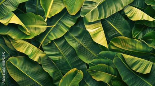 seamless background of interlaced banana leaves, highlighting their natural patterns and vibrant green colors. photo