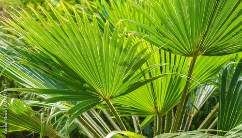 green palm leaves as background palm sunday concept