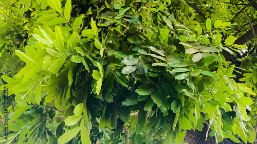 Leaves Mahogany green natural closeup