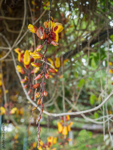 Close up of Yellow brown and red Hanging Flowers Of Thunbergia Mysorensis Plants In The Garden in bloom. Mysore trumpetvine or ladys slipper vine, selective focus photo