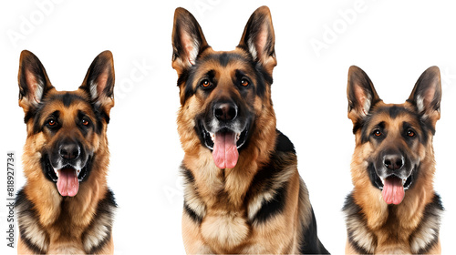 Smiling adult german shepherd dog  pedigree dog breed    white background