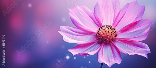 A vibrant flower in shades of pink and purple with ample copy space for additional content © StockKing
