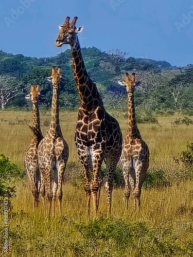 Giraffe in Maputo Mozambique