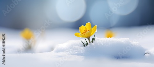 An Eranthis Buttercup an early spring flower depicted in a snowy scene with copy space image