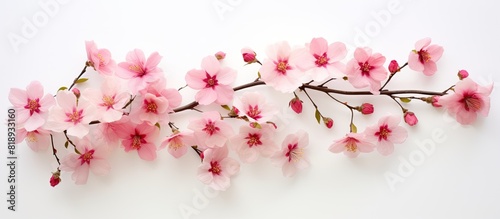 A stunning image showcasing pink flowers on a pure white backdrop with plenty of copy space © StockKing