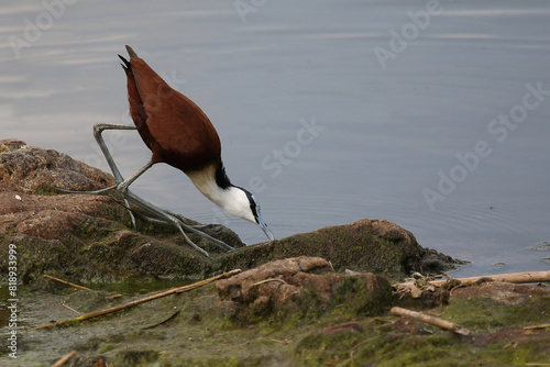 Blaustirn-Blatthühnchen / African jacana / Actophilornis africanus photo