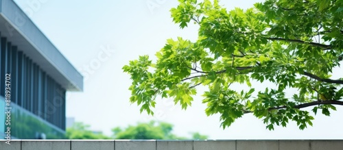 Closeup of a tree branch with lush green leaves beside a contemporary building outdoors providing ample space for text © StockKing