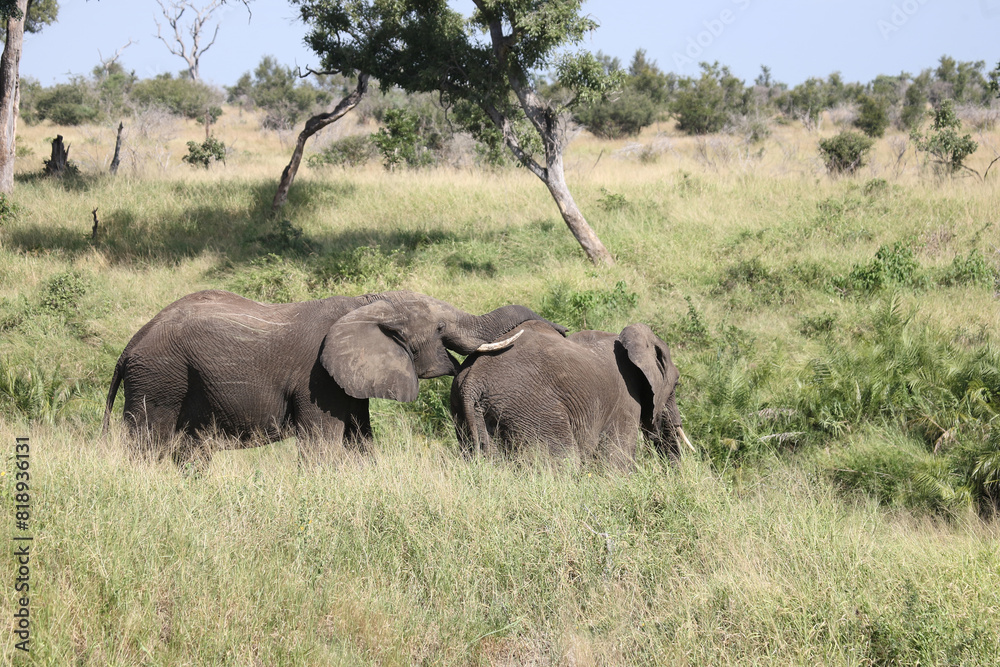 Afrikanischer Elefant / African elephant / Loxodonta africana Afrikanischer Elefant / African elephant / Loxodonta africana