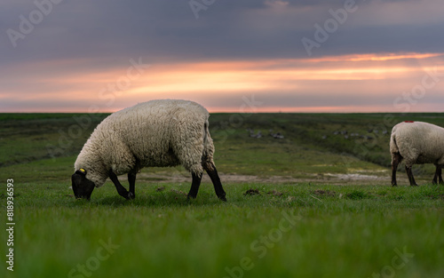 Schaf am grasen