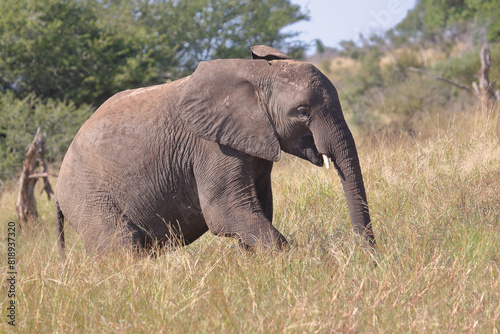 Afrikanischer Elefant   African elephant   Loxodonta africana