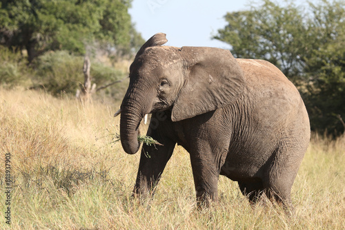 Afrikanischer Elefant   African elephant   Loxodonta africana