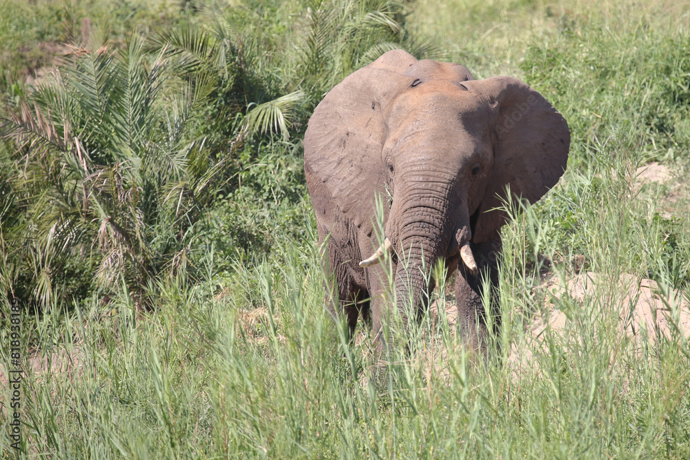 Fototapeta premium Afrikanischer Elefant / African elephant / Loxodonta africana