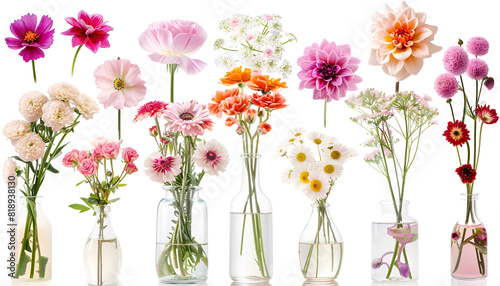 Collage with many beautiful flowers in glass vases on white background
