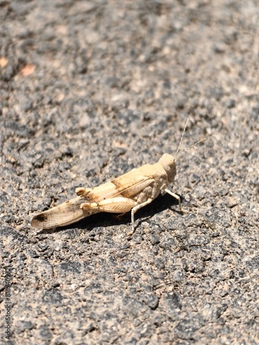 Locusts on asphalt in the Kingdom of Saudi Arabia