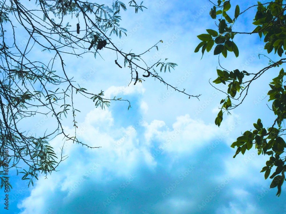 bright blue sky with green leaves as a frame bright blue sky with green leaves as a frame
