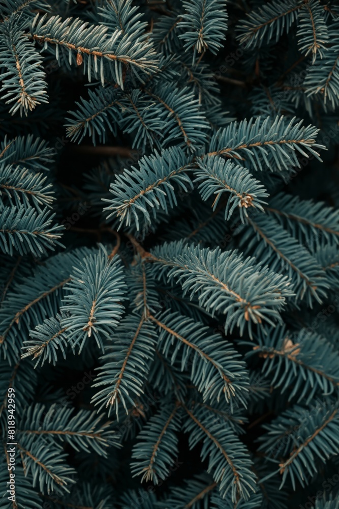 a dark blue christmas tree a dark blue christmas tree
