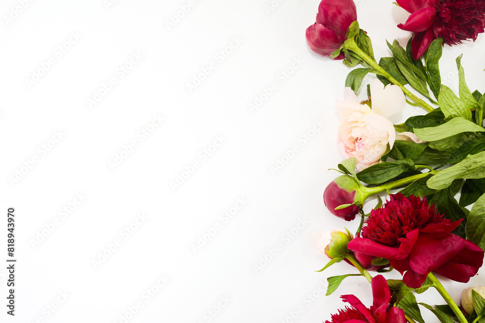 A beautiful corner border arrangement of red and pink peonies on a white background A beautiful corner border arrangement of red and pink peonies on a white background