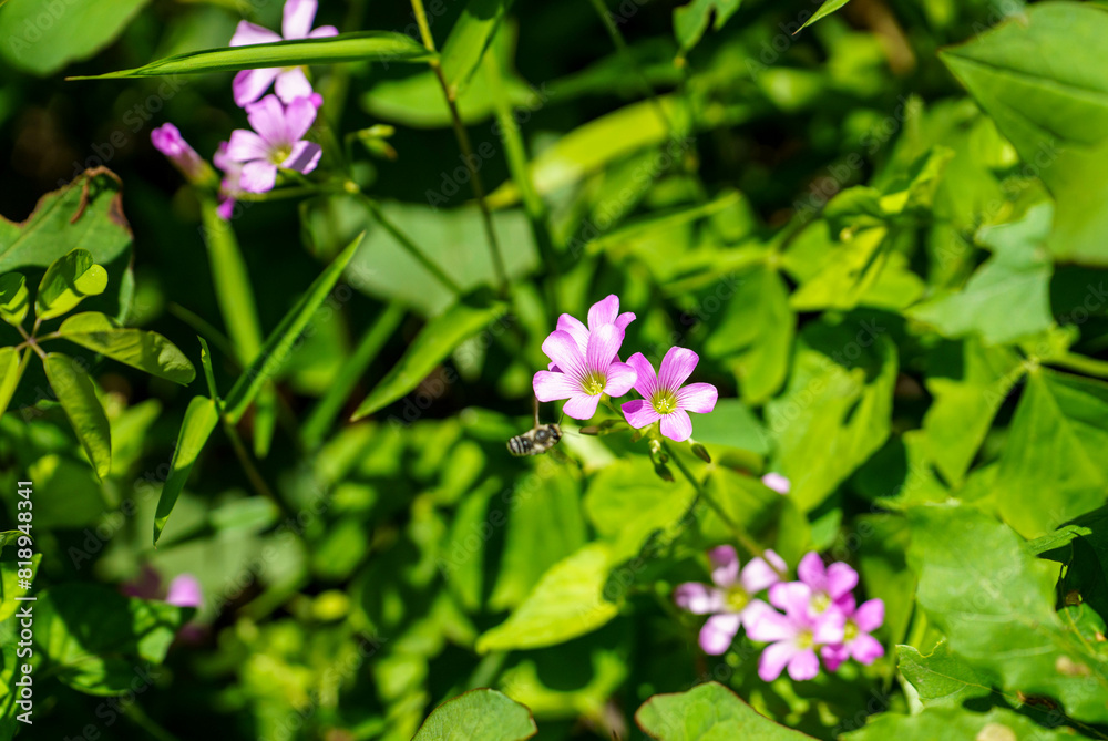 可憐なピンクの花とミツバチ 可憐なピンクの花とミツバチ