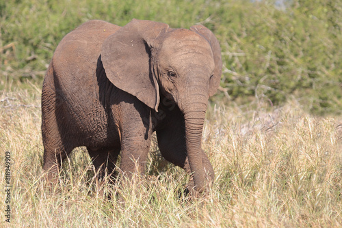 Afrikanischer Elefant   African elephant   Loxodonta africana