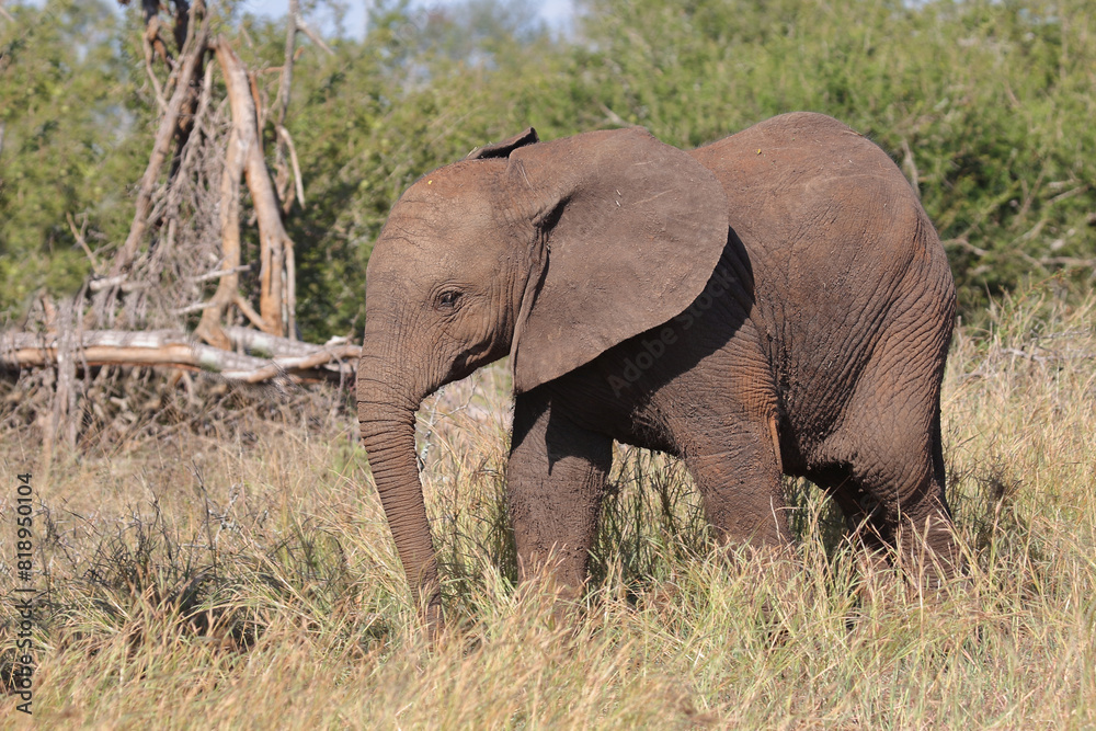 Obraz premium Afrikanischer Elefant / African elephant / Loxodonta africana