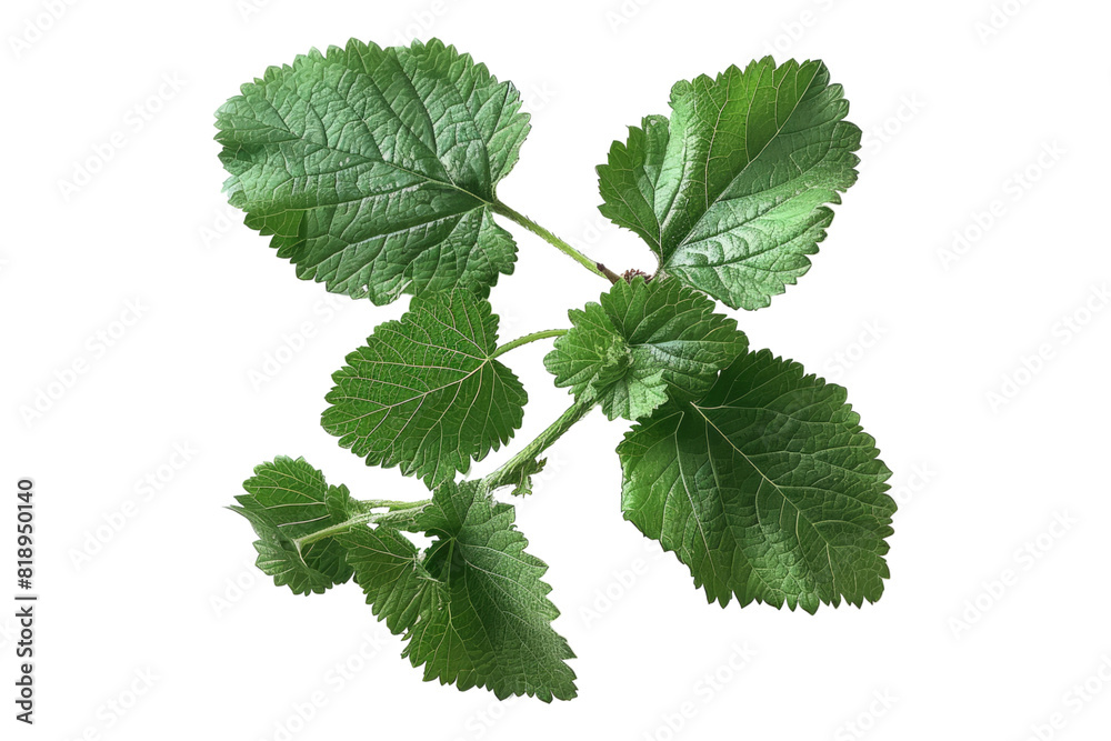 Fototapeta premium Blueberry leaves isolated on transparent background