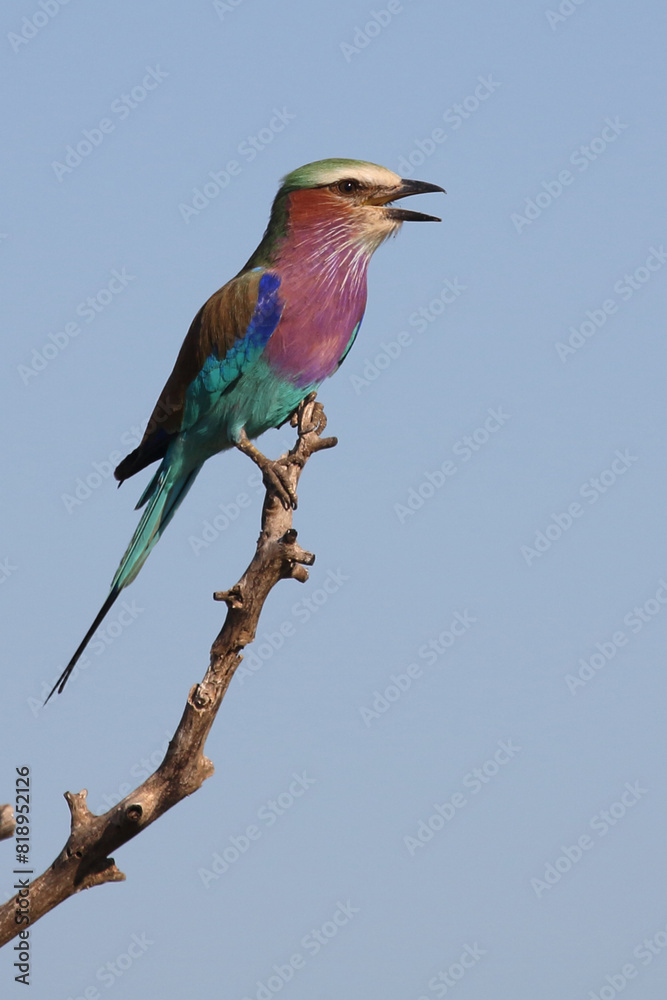 Obraz premium Gabelracke / Lilac-breasted roller / Coracias caudata