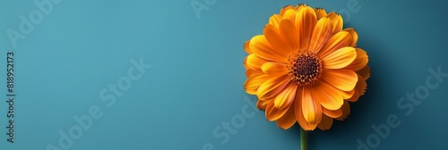 A single orange flower contrasts against a vibrant blue backdrop photo